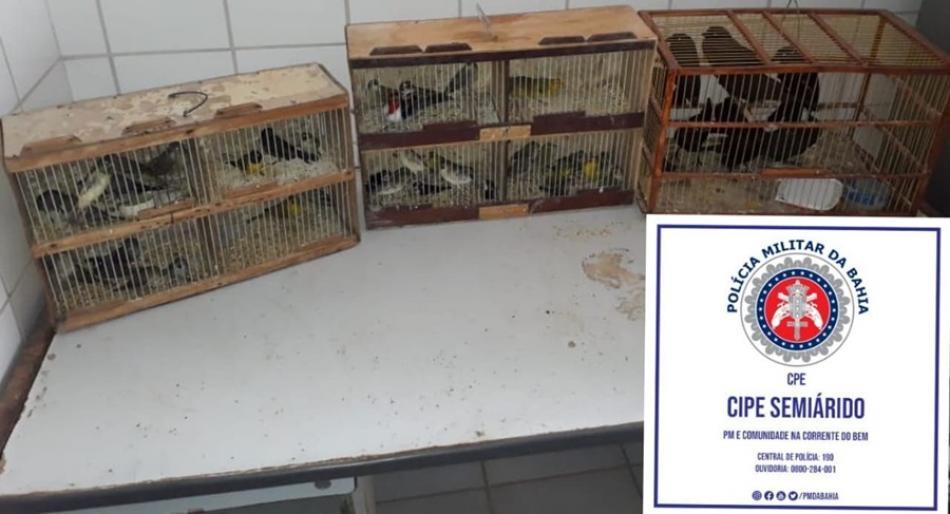 Xique-Xique: Dupla é flagrada com 50 animais silvestres 