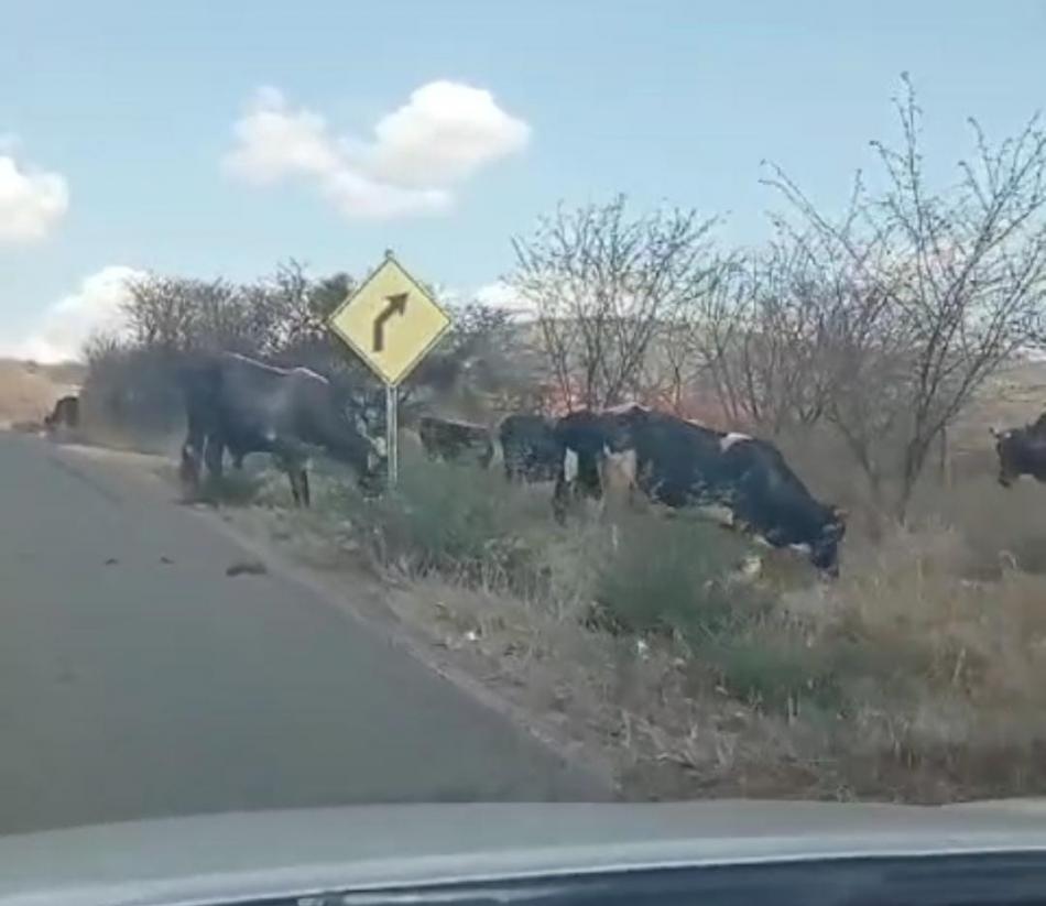 Vídeo mostra mais de 15 gados pastando às margens da rodovia BR-330, em Gentio do Ouro